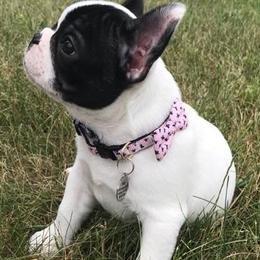 French Bulldogs from Encore French Bulldogs