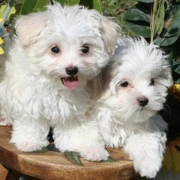 Maltese from Pupkin’s Maltese