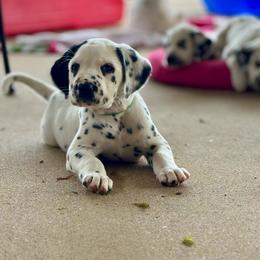 Green Collar Homozygous LUA Male - White and black male Dalmatian puppy in Hawkins, Texas from Snow Dalmatians