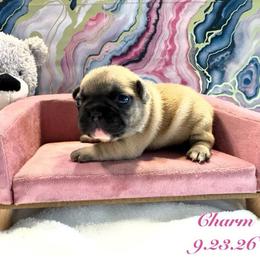 Charm - Fawn female French Bulldog puppy in Riverview, Florida from The Frenchie Lady Co.