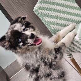 Blue Merle-2 blue eyes - Blue merle female Australian Shepherd puppy in Piedmont, Oklahoma from HeartDriven Aussies