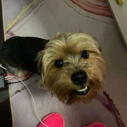 Kage - Yorkshire Terrier