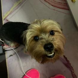 Kage - Yorkshire Terrier