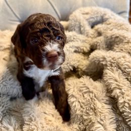 Girl 2 - female Lagotto Romagnolo puppy in North Augusta, South Carolina from Carolina Lagotto