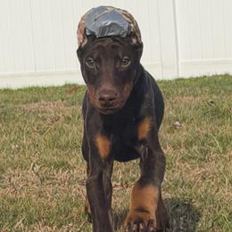 Cas - Red and rust male Doberman Pinscher puppy in Winchester, Ohio from 32 Farms