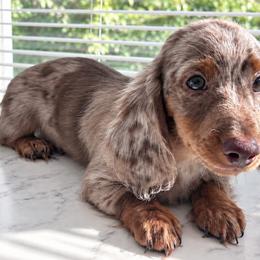 Enzo Louise - Dapple male Dachshund puppy in Boston, Massachusetts from London’s puppies