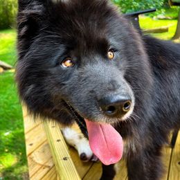 Harper - Siberian Husky