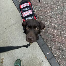 Labrador Retriever Puppies from Rose Gold Retrievers