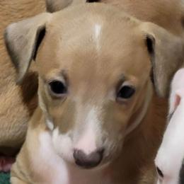 Boy 3 - Blue fawn male Italian Greyhound puppy in Coolville, Ohio from Crosswinds Farm Italian Greyhounds