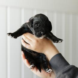 Dolly - Purple Collar - Black female Goldendoodle puppy in Newell, Iowa from Front Porch Goldens