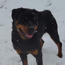 Tribby - Rottweiler