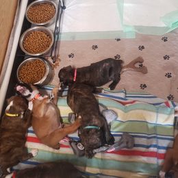 Boxer Puppies from SmashBox Kennel