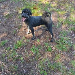 Pumpkin - Black female Whoodle puppy in Andalusia, Alabama from Kaleidoscope Kennels