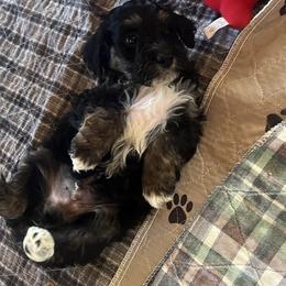 Groot - Black tri-color male Aussiedoodle puppy in Springfield, Missouri from Doodle Dandy Bernedoodles & Aussiedoodles