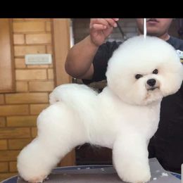 Duc - Bichon Frise puppy in Farmersburg, Indiana from Sno-Puff Samoyeds