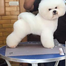 Duc - Bichon Frise puppy in Farmersburg, Indiana from Sno-Puff Samoyeds