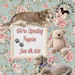 Dachshund puppies from Doxi Delights AKC Miniature Dachshunds