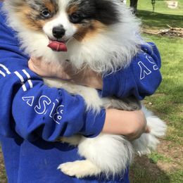 Sapphire - Pomeranian