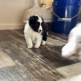 Thumper - Black white and tan male Shetland Sheepdog puppy in Warren, Texas from Romans 12 Kennels