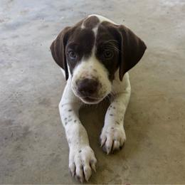 Charlie - White and liver male German Shorthaired Pointer puppy in Slocomb, Alabama from Rachel's German Shorthaired Pointers