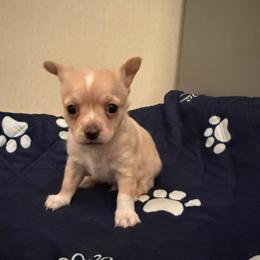 Tippy - Gold and white male Chihuahua puppy in Pounding  Mill, Virginia from Rosa's Chihuahuas