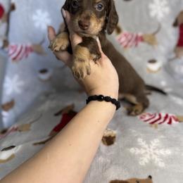 Vivi - Chocolate and tan female Dachshund puppy in Oklahoma City, Oklahoma from Barrett’s Doxie Farm