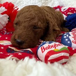 Cheese - Red male Bordoodle puppy in Canfield, Ohio from Poo's Doo's & Inu's