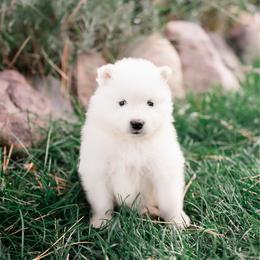 Marshmallow - White male Samoyed puppy in Morgan, Utah from Mountain Legacy Samoyeds