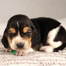 Cooper - Black white and brown male Basset Hound puppy in Idaho from Welcome Home Bassets