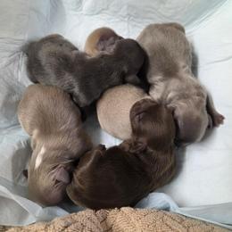 Girl 4 - Blue female Shih Tzu puppy in Tennessee from Cutshall Babies