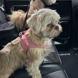 Korra - Shih Tzu