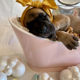 Great Dane Puppies from Lazuli Great Danes