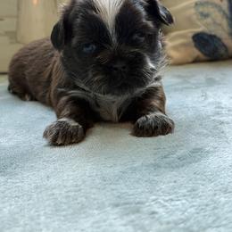 White angel girl - Black and white female Shih Tzu puppy in Zephyrhills, Florida from Tony's Shih Tzus