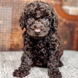 Cindy - Chocolate female Australian Labradoodle puppy in Decatur, Alabama from Southern Meadows Doodles