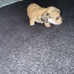 Darling - Cream female Dachshund puppy in Oak Ridge, Tennessee from It’s just a wiener dachshund