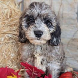 Kentucky - Merle male Cockapoo puppy in Salt Lake City, Utah from Utah Cocker Spaniels