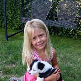 Border Collie Puppies from Midnight Border Collies