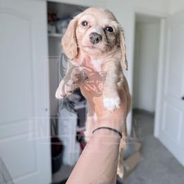 Female Cream Longhair - Cream female Dachshund puppy in El Paso, Texas from InnerVision K9 & Dachs