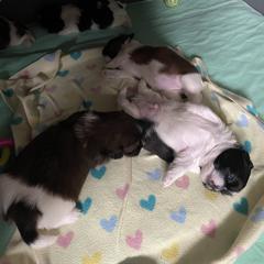 Shorkie Puppies from Strong Puppies