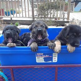 German Shepherd Puppies from Grendelhaus Shepherds