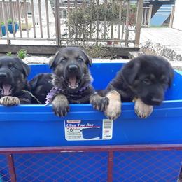 German Shepherd Puppies from Grendelhaus Shepherds