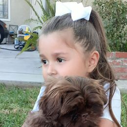 Shih Tzu Puppies from Socal Mother Of Shih Tzus