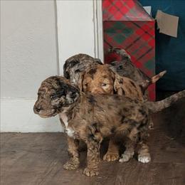 Nymphadora - Merle female Sheepadoodle puppy in Austin, Texas from Darling Doodles
