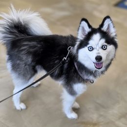 Merida - Pomsky
