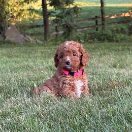 Oakley - Red female Cavapoo puppy in East Earl, Pennsylvania from White Creek