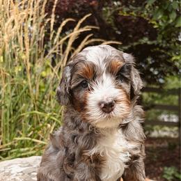 Gobber - male Australian Mountain Doodle puppy in Wellsville, Utah from Stay Golden Doodles