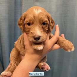 Blue collar boy - Apricot male Goldendoodle puppy in Fairfield, California from Twin Sisters Doodles