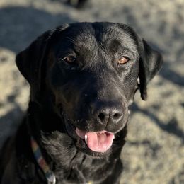 Ruby - Labrador Retriever