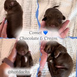 Comet - Chocolate - Chocolate male Dachshund puppy in Little Elm, Texas from HotDachs