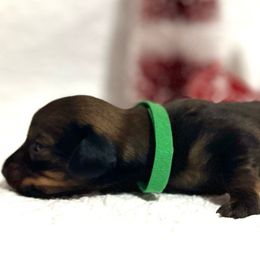 Boy Green - Red Dachshund puppy in Modesto, California from Lola’s Doxies
